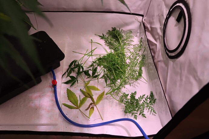 Growreport Bild 1