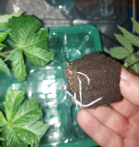 Growreport Bild 4