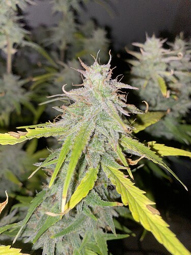Growreport Bild 17