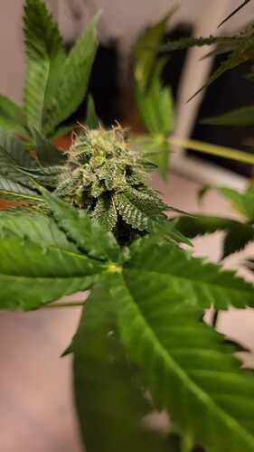 Growreport Bild 24