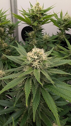 Growreport Bild 25