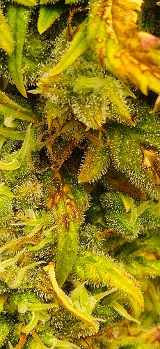 Growreport Bild 30