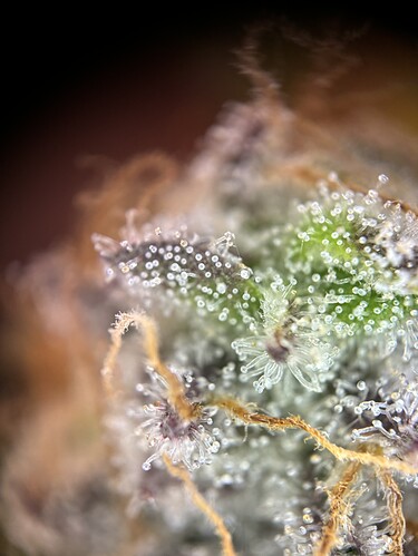 Growreport Bild 22