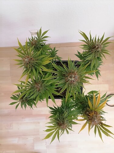 Growreport Bild 22