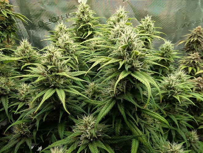 Growreport Bild 11