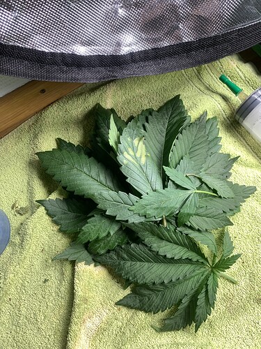 Growreport Bild 22