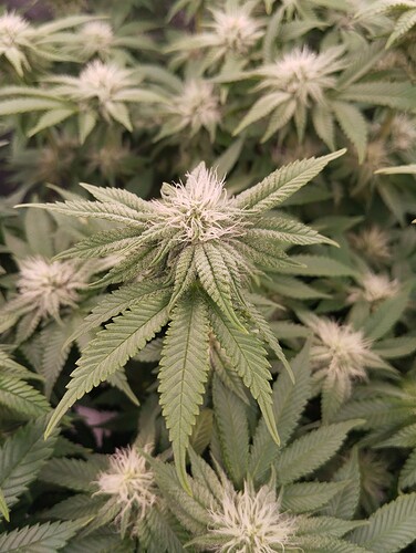 IMG_20250203_203653 - Kopie