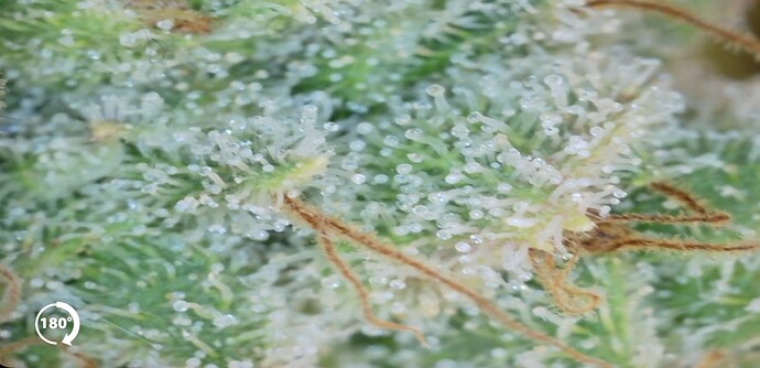 Growreport Bild 19