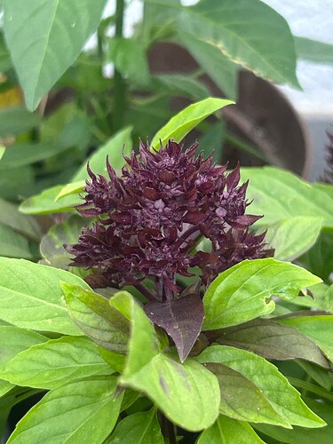 Growreport Bild 63