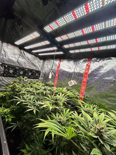 Blick in ein Growzelt mit drei blühenden Cannabispflanzen unter einer LED-Beleuchtung.
