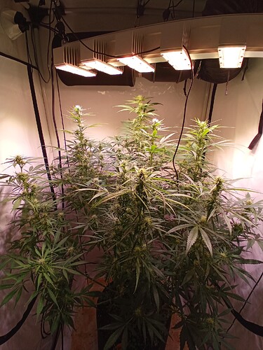 Growreport Bild 9