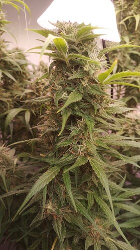 Growreport Bild 5