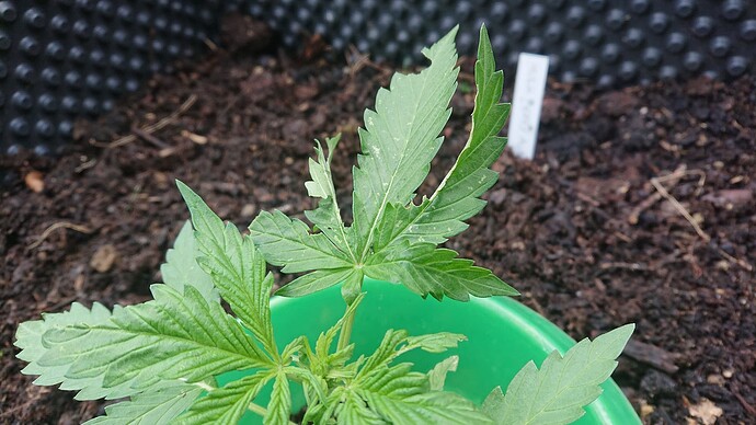 Growreport Bild 25