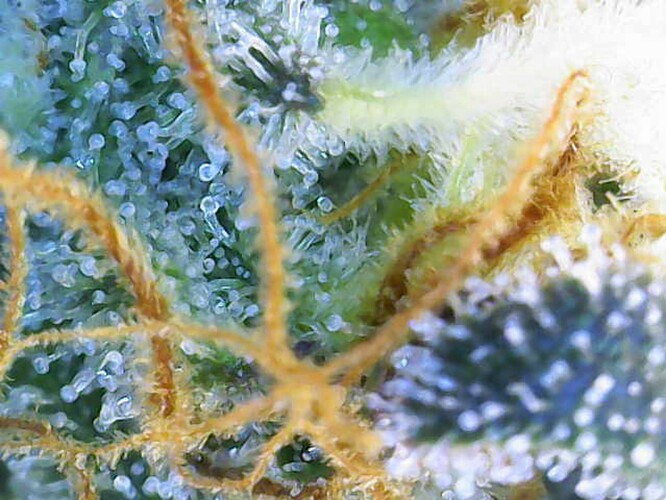 Growreport Bild 2