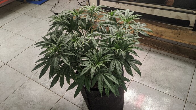 IMG_20240411_064242_788