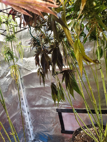Mehrere Cannabis-Pflanzen in einem Zelt, einige mit dunklen, welken Blättern, andere mit hellgrünen Blättern und beginnenden Blütenansätzen.