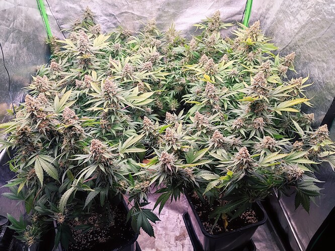 Growreport Bild 59