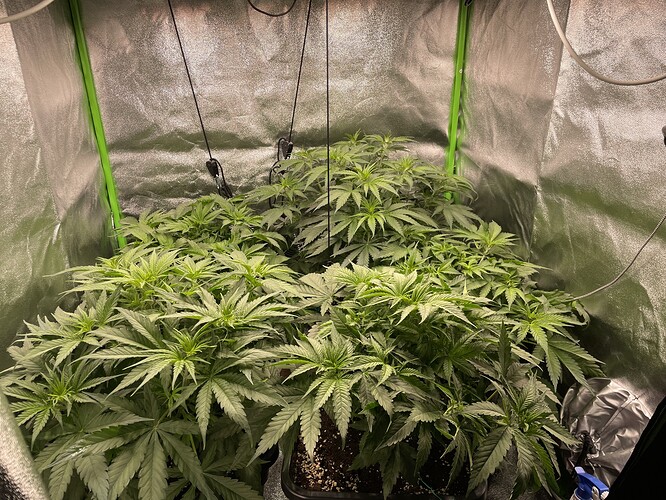 Growreport Bild 2