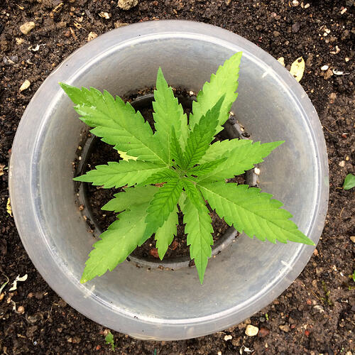 Grow26_0608_27