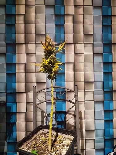 Growreport Bild 40