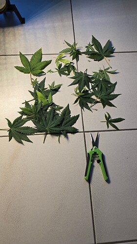 Growreport Bild 3