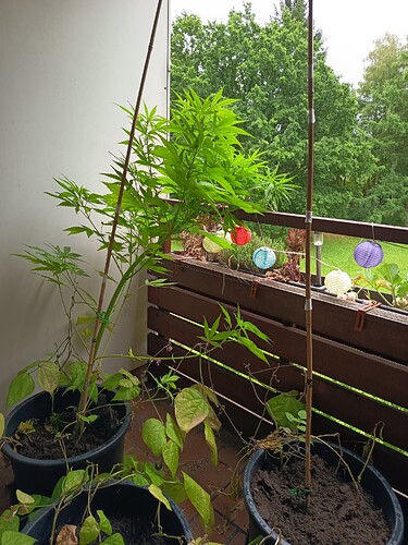 Growreport Bild 8
