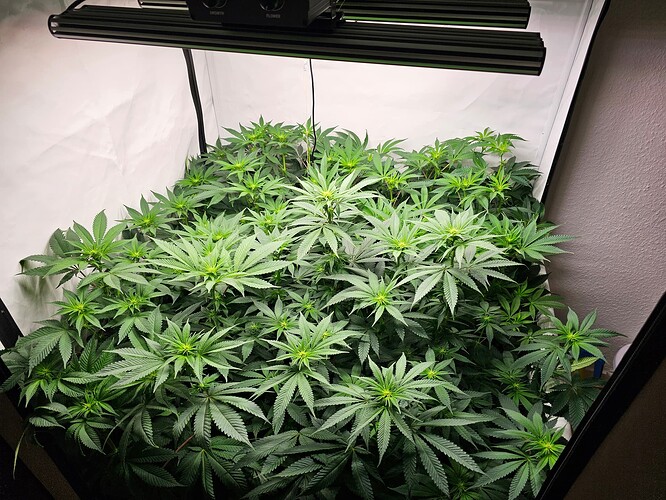 Growreport Bild 3