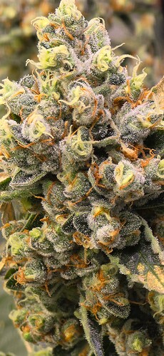 Growreport Bild 20