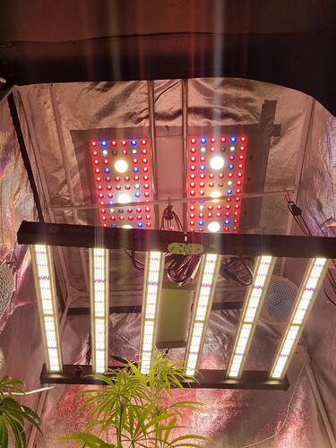 Eine Cannabis-Pflanze im Wuchsstadium unter mehreren LED-Wachstumslichtern in einem Growzelt.