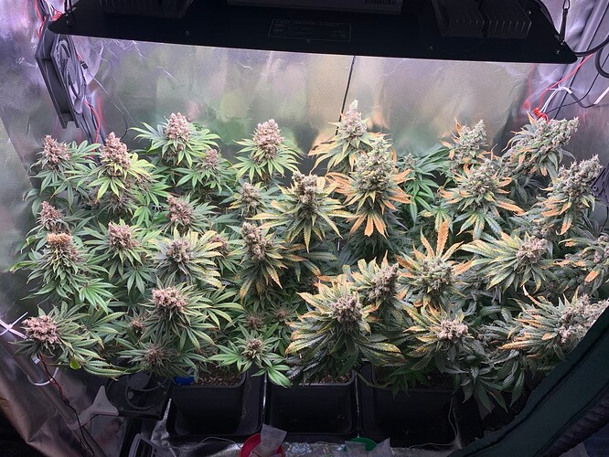 Growreport Bild 1