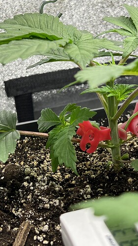 Growreport Bild 5