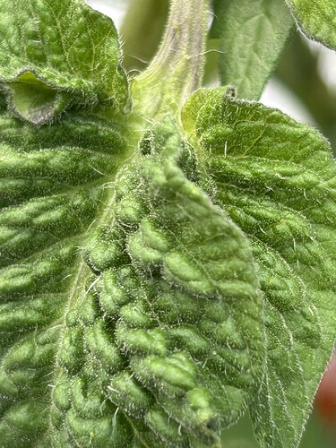 Growreport Bild 5