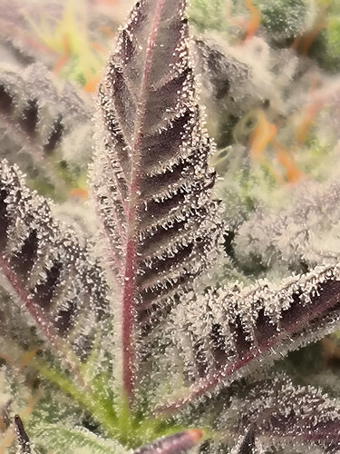 Growreport Bild 4
