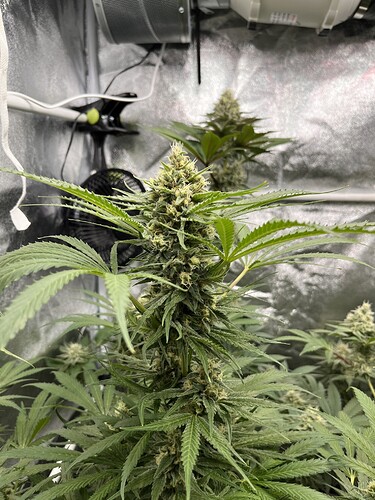 Growreport Bild 3