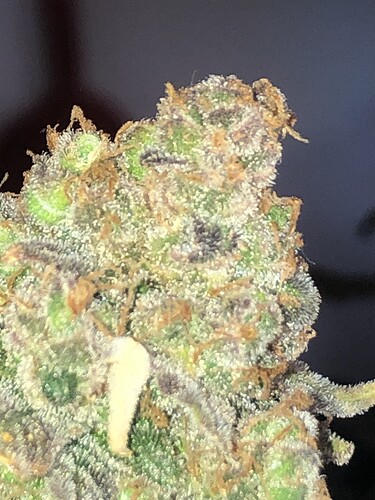 Growreport Bild 5