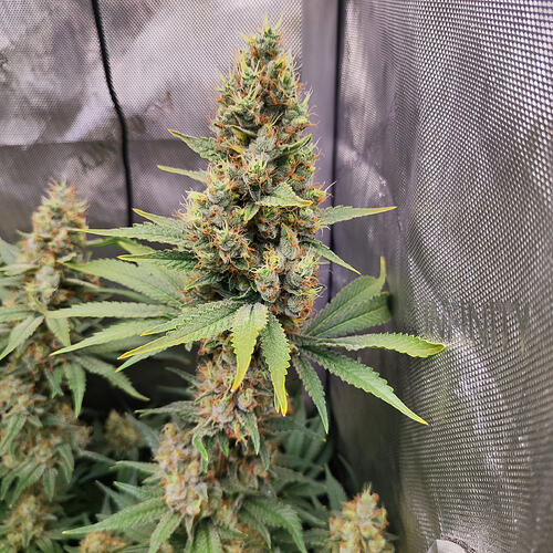 Growreport Bild 7