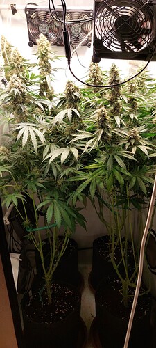 Growreport Bild 2