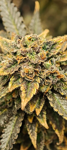 Growreport Bild 16