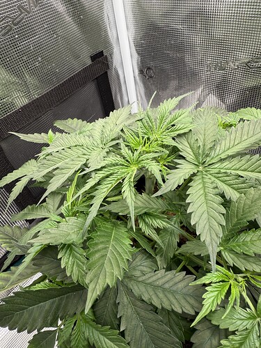 Growreport Bild 3