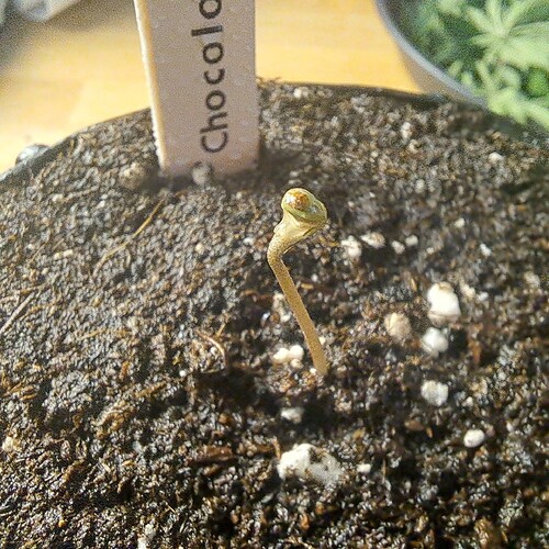 Growreport Bild 2
