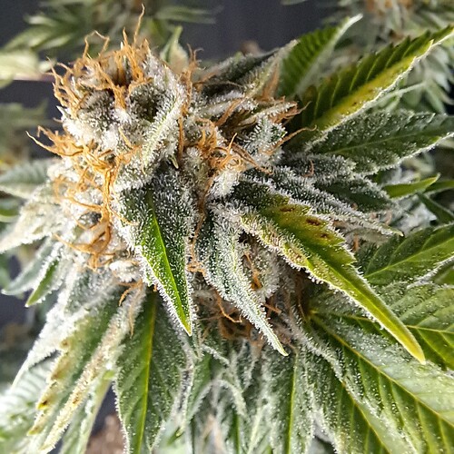 Growreport Bild 24