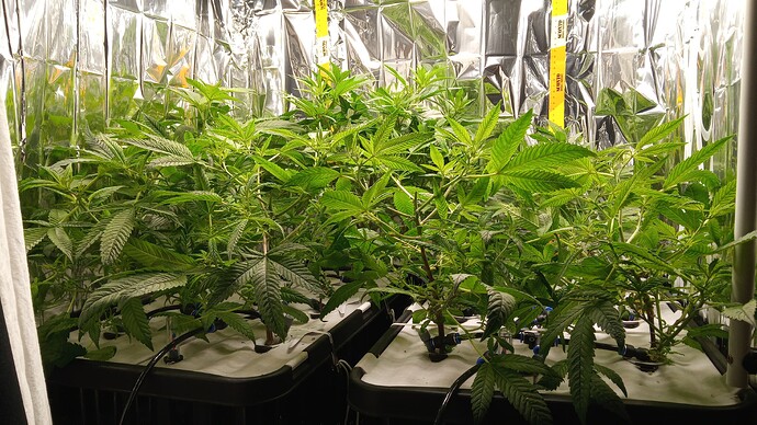 Growreport Bild 2