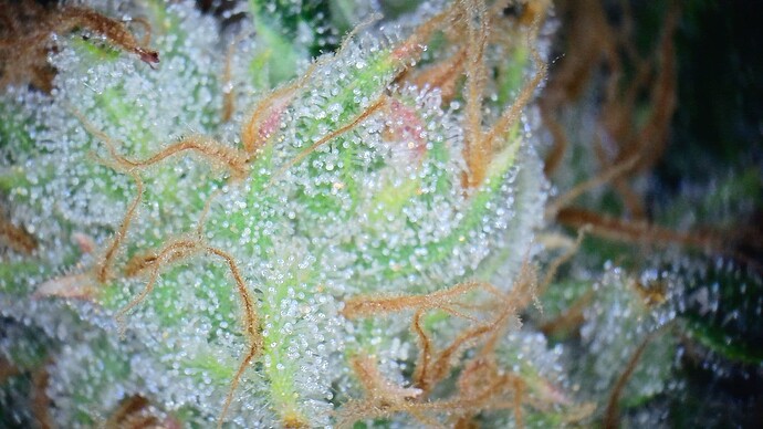 Growreport Bild 3