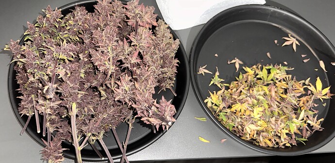 Growreport Bild 3