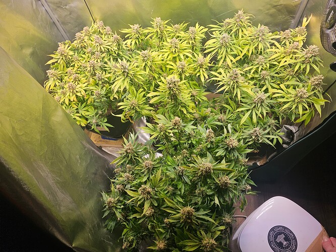 Growreport Bild 3