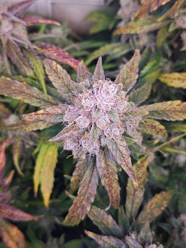 MVIMG_20251125_180731