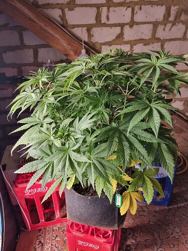Eine junge Cannabispflanze im Wuchsstadium in einem Vliesstofftopf, der auf roten Coca-Cola-Kisten steht. Die Pflanze hat viele grüne Blätter, einige untere Blätter sind gelb verfärbt. Ein grüner Anhänger mit der Aufschrift 'Warlock' ist am Topf befestigt.