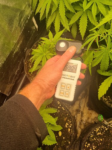 Eine Hand hält ein Messgerät, das die Lichtintensität misst, neben jungen Cannabispflanzen in Töpfen.