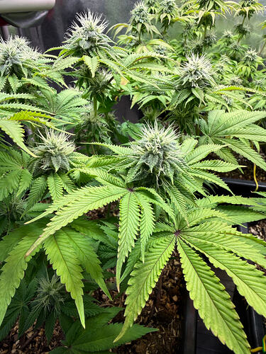 Growreport Bild 4