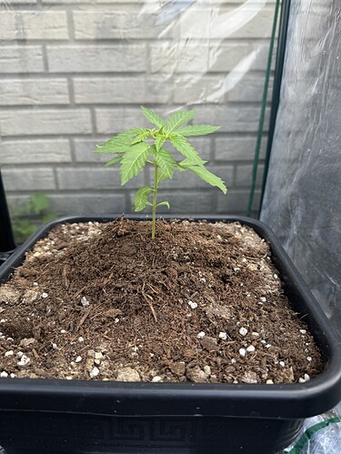 Growreport Bild 2